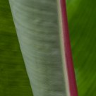 Red and Green
